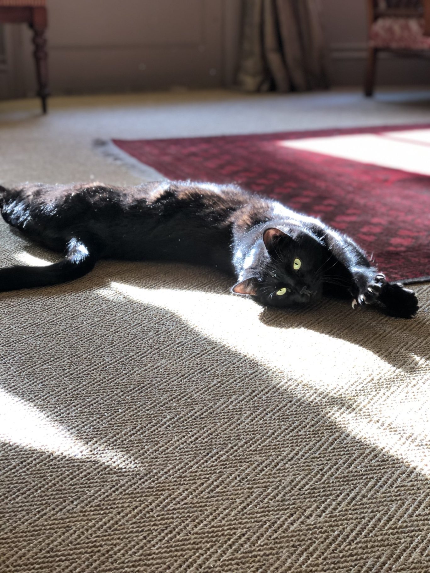 A very fine Cat