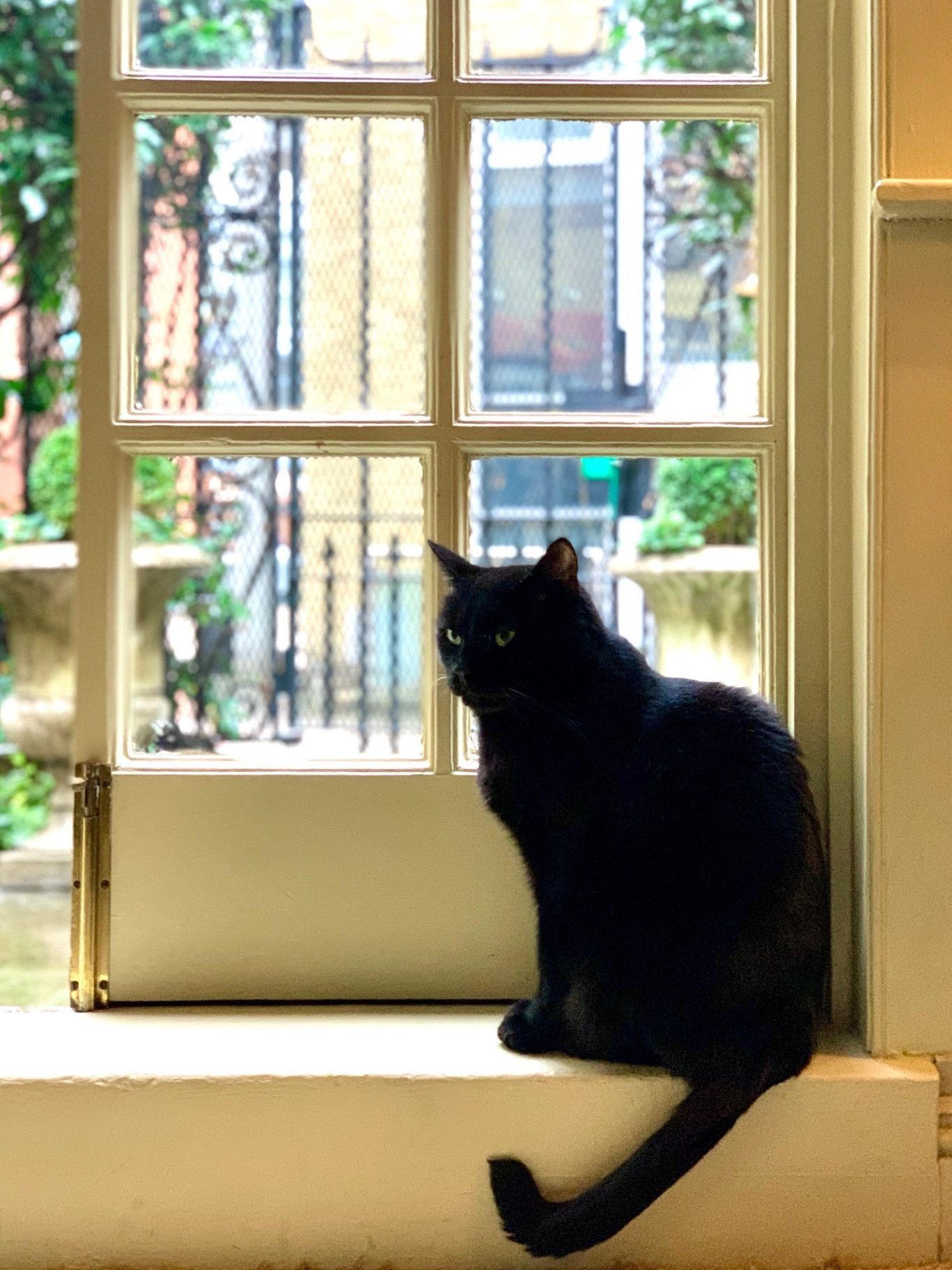 A very fine cat